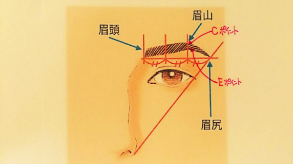 正しい眉毛