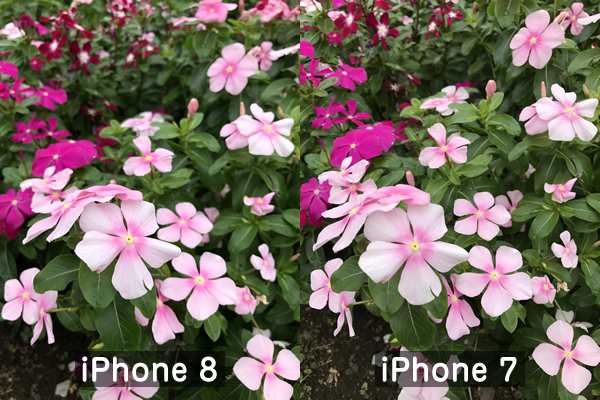 iPhone8とiPhone7の写真比較(花)