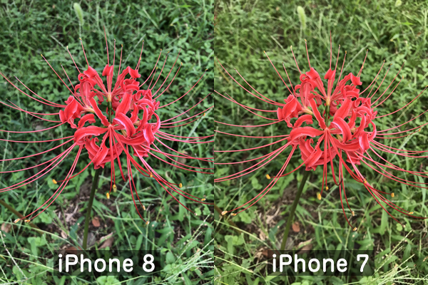 iPhone8とiPhone7の写真比較(花)
