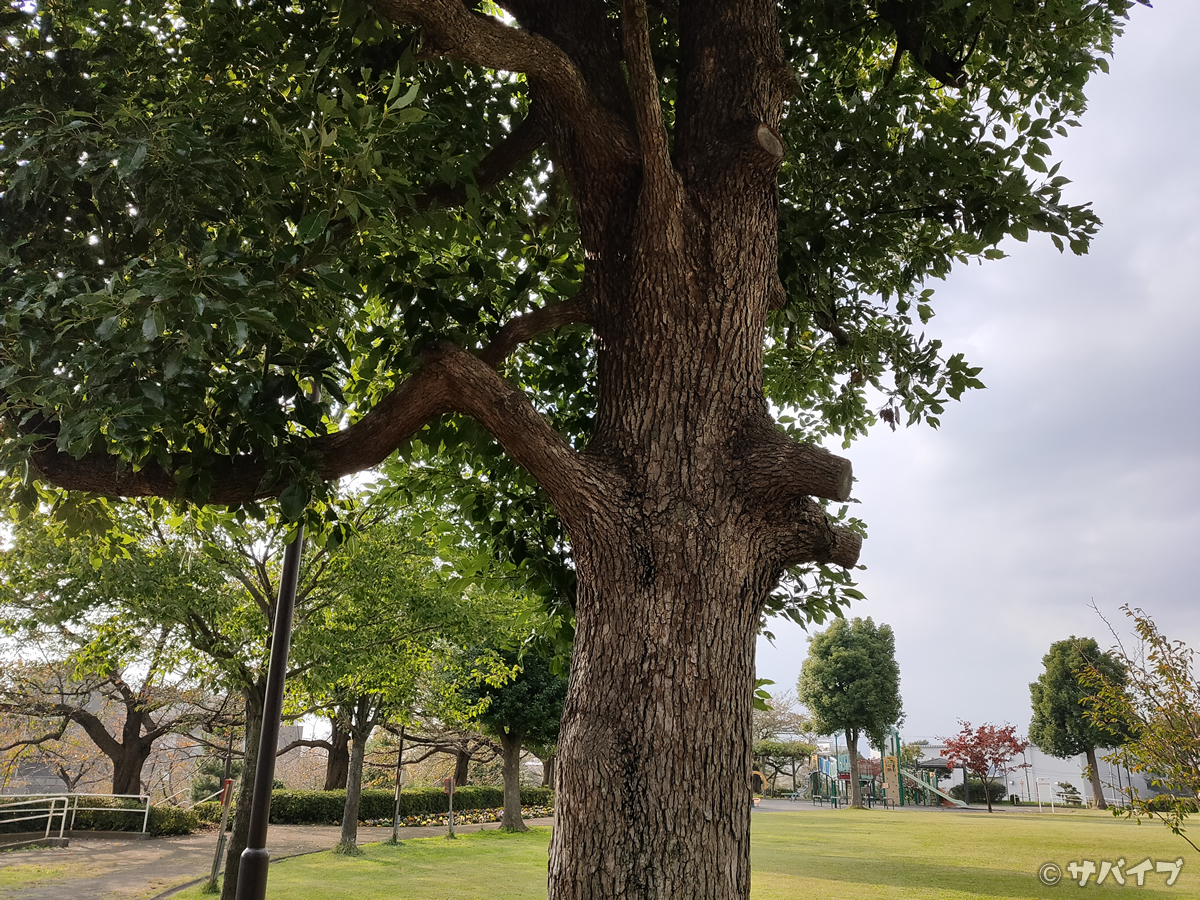 OPPO Reno Aのカメラで公園の木を撮影